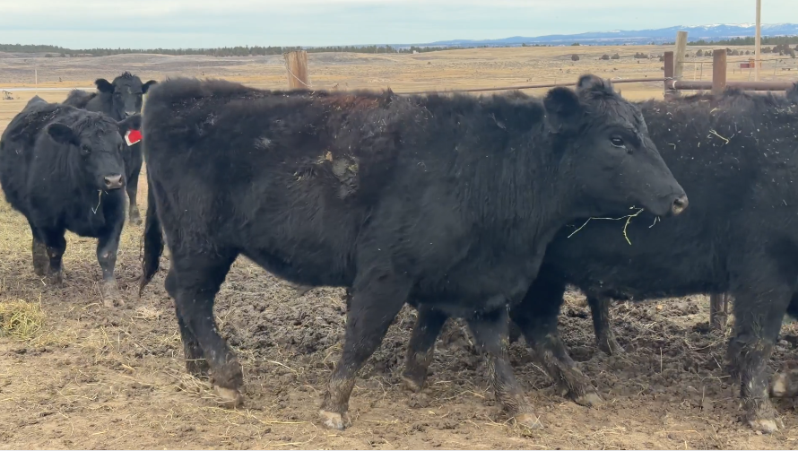 PAIRS NOW FOR A JUNE 15th DELIVERY.-CP1212A5